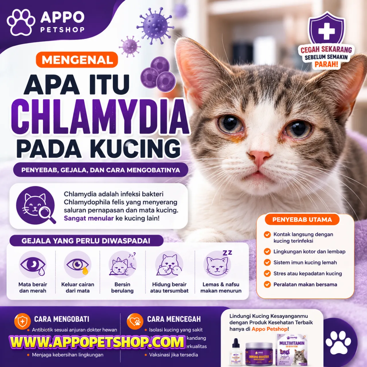 Mengenal Apa Itu Chlamydia pada Kucing: Penyebab Mata Belekan Parah, Gejala, dan Cara Mengobatinya