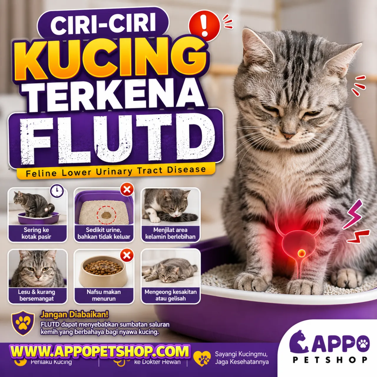 Ciri-Ciri Kucing Terkena FLUTD: Kenali Gejala Kencing Berdarah, Penyebab Saluran Kemih Tersumbat, dan Solusi Pengobatan Terbaik